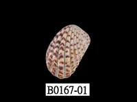 藏品(算盤蛤)的圖片